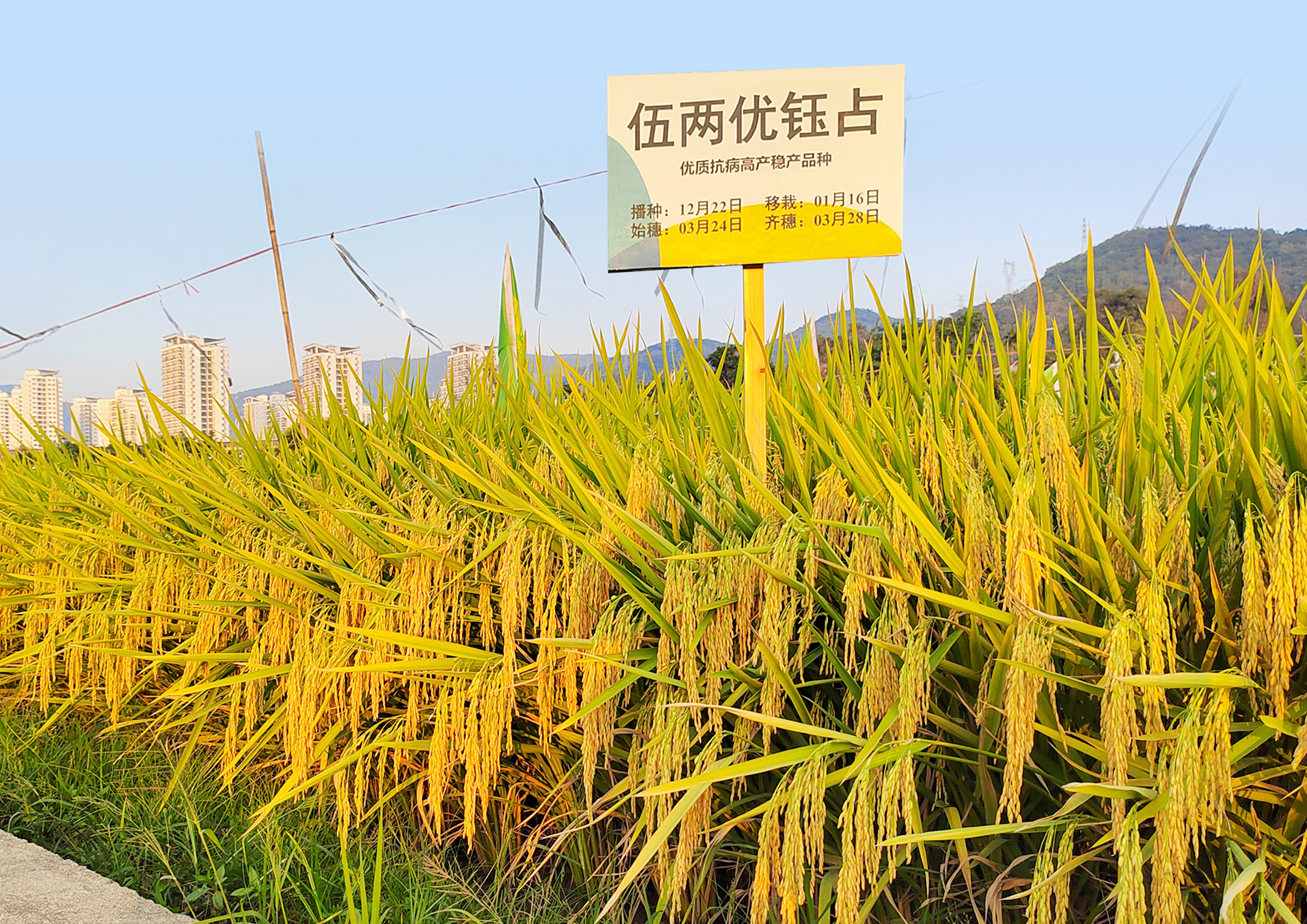 伍兩優(yōu)鈺占